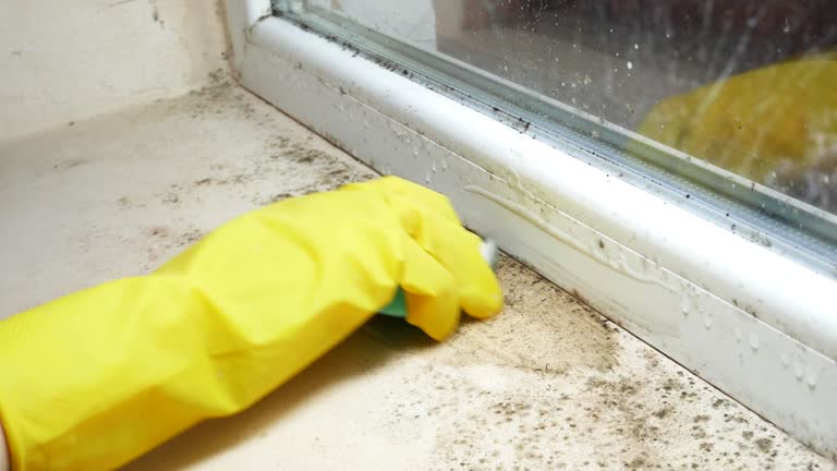 Best Commercial Mold Inspection  in Munising, MI